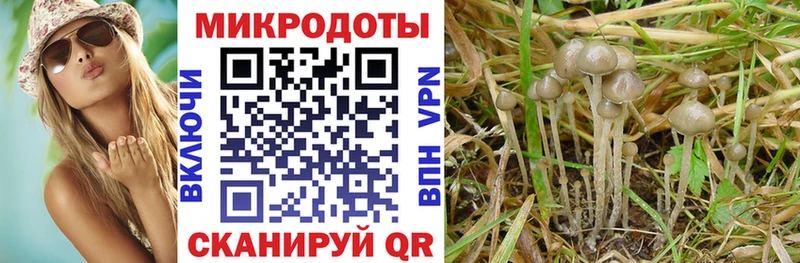 Псилоцибиновые грибы прущие грибы  Городовиковск 